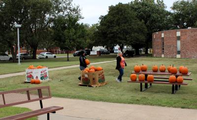 Large boxes of pumpkins sitting on a lawn outside a brick building alongside a picnic table lined in pumpkins. Two people walking around on the lawn.